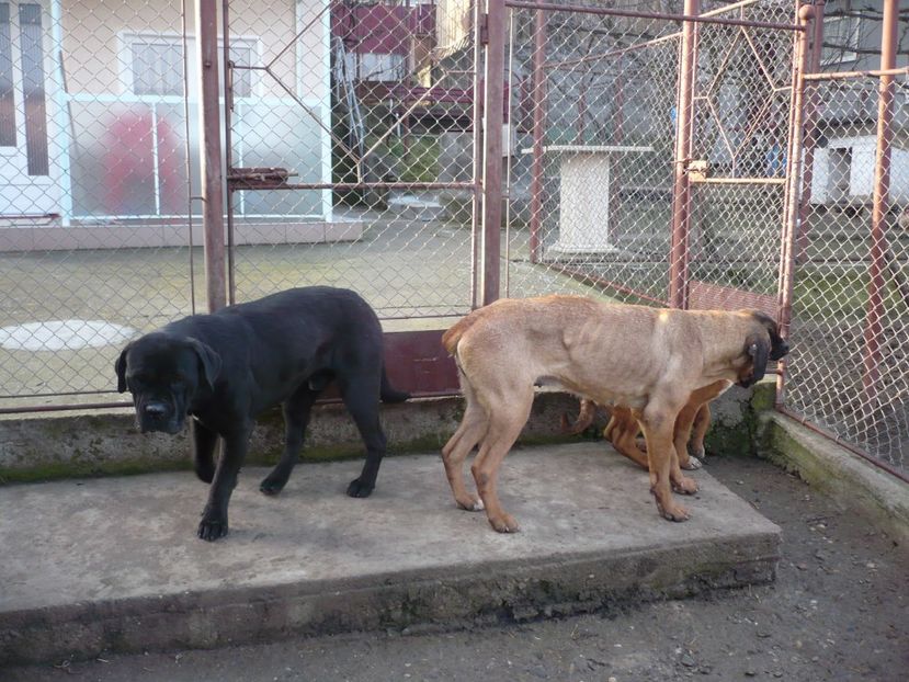  - CAINII MEI DE PAZA