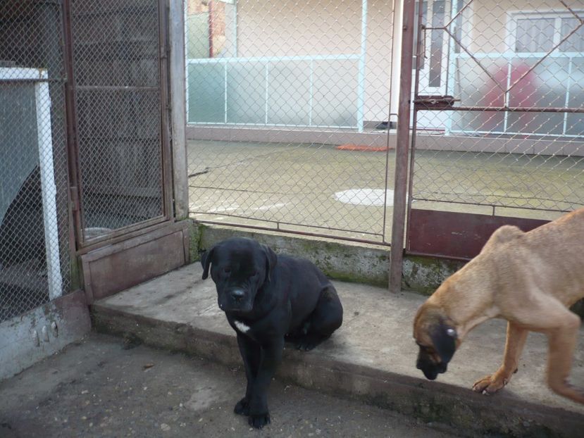  - CAINII MEI DE PAZA