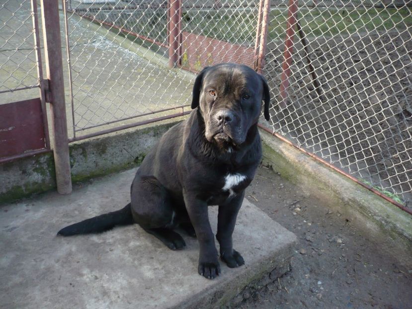  - CAINII MEI DE PAZA