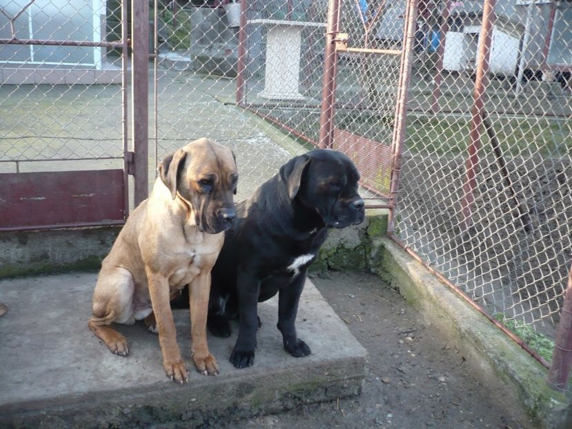  - CAINII MEI DE PAZA