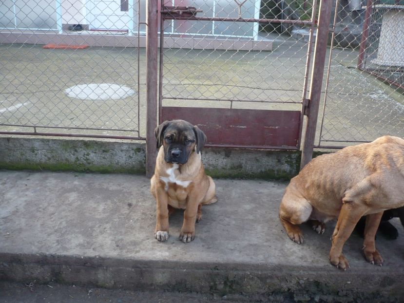  - CAINII MEI DE PAZA