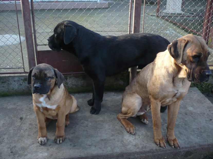  - CAINII MEI DE PAZA