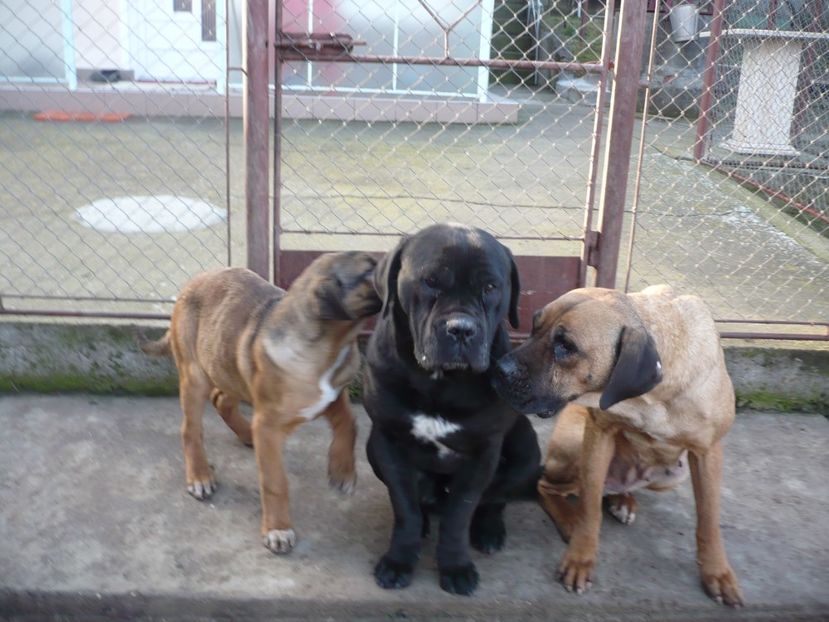  - CAINII MEI DE PAZA