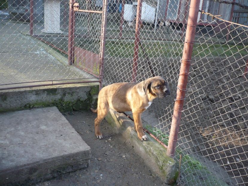  - CAINII MEI DE PAZA