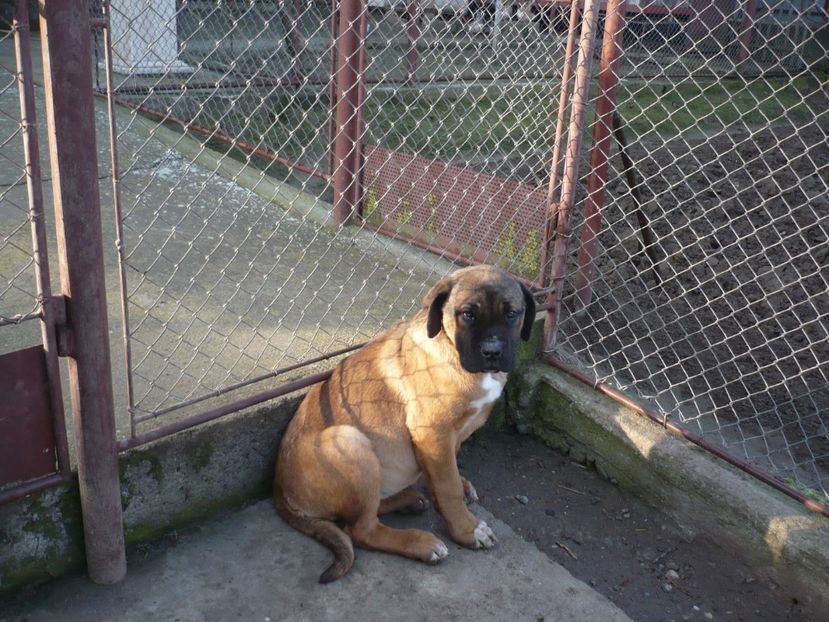  - CAINII MEI DE PAZA