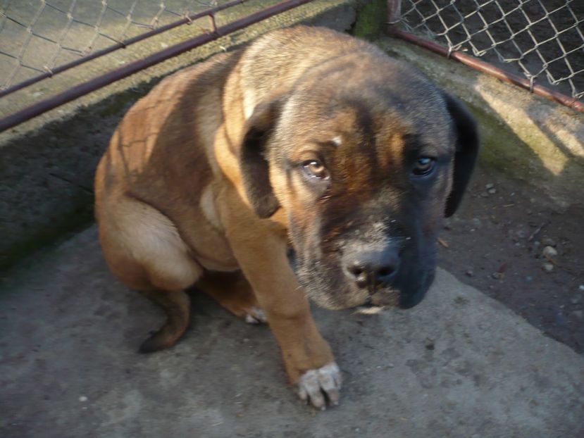  - CAINII MEI DE PAZA