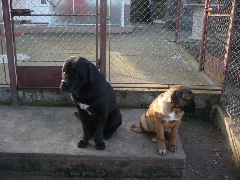  - CAINII MEI DE PAZA