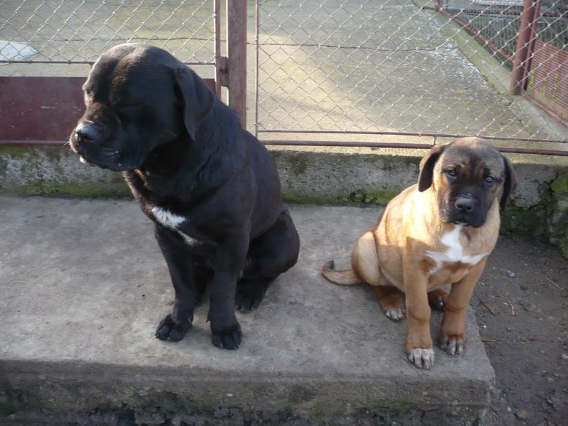  - CAINII MEI DE PAZA