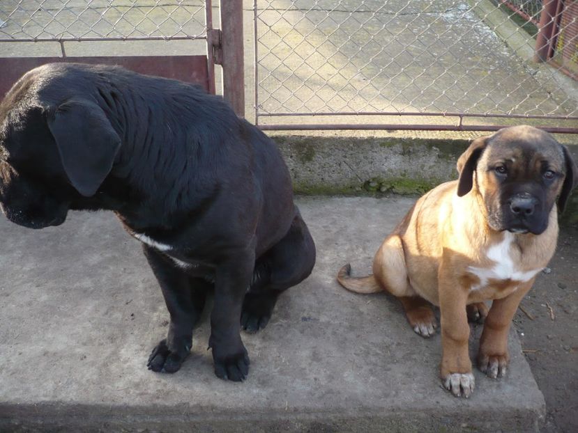  - CAINII MEI DE PAZA