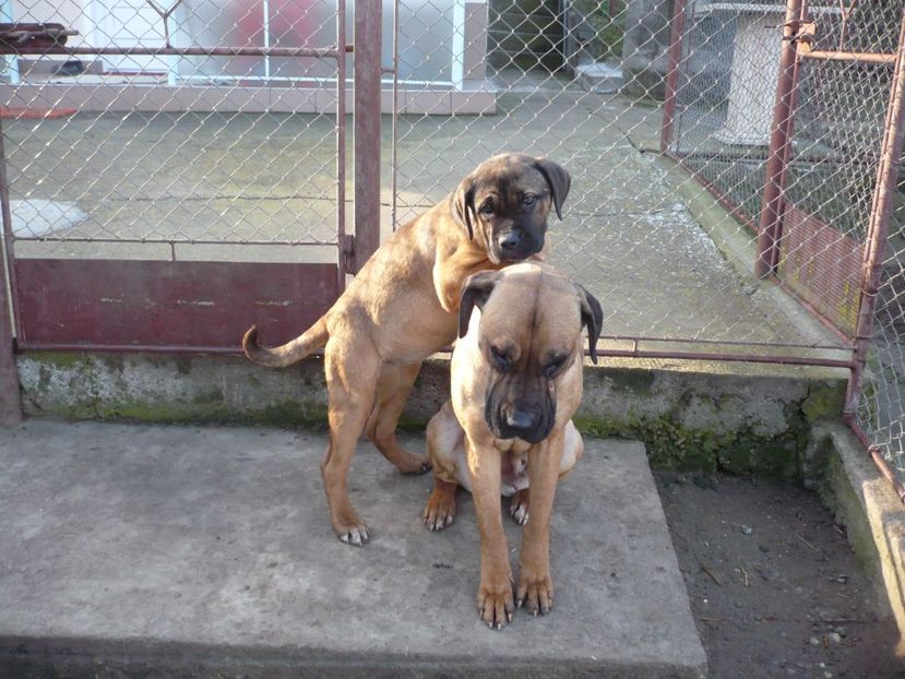  - CAINII MEI DE PAZA