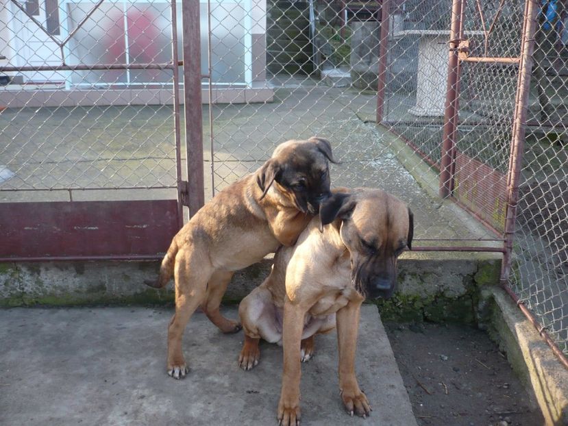  - CAINII MEI DE PAZA