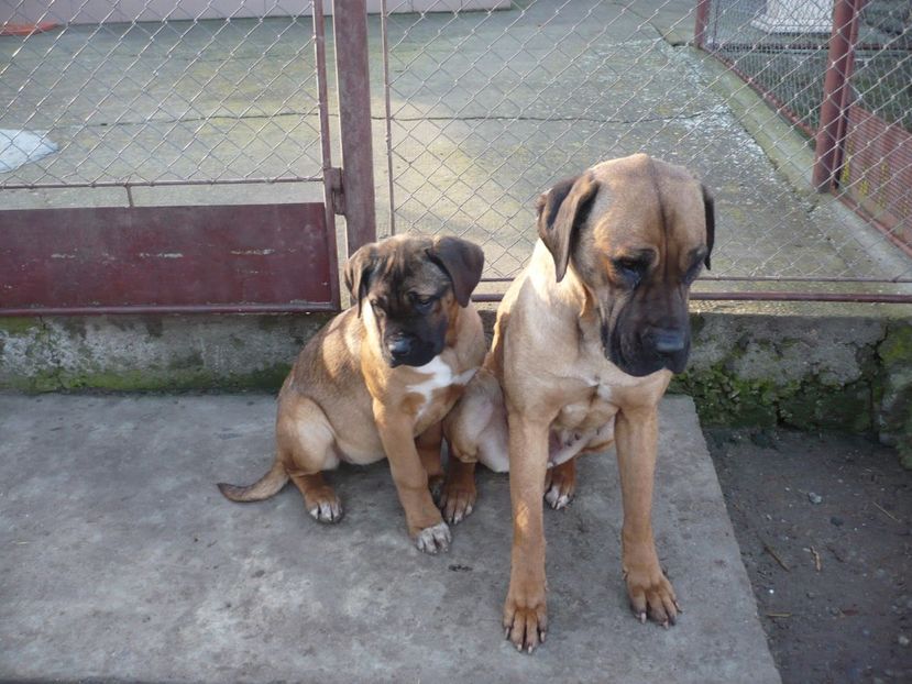  - CAINII MEI DE PAZA