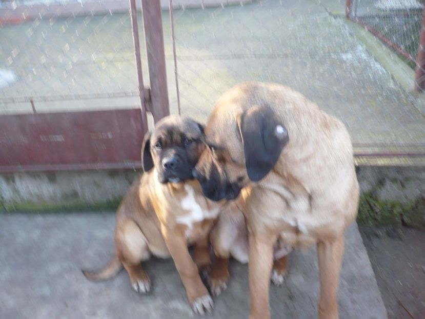  - CAINII MEI DE PAZA