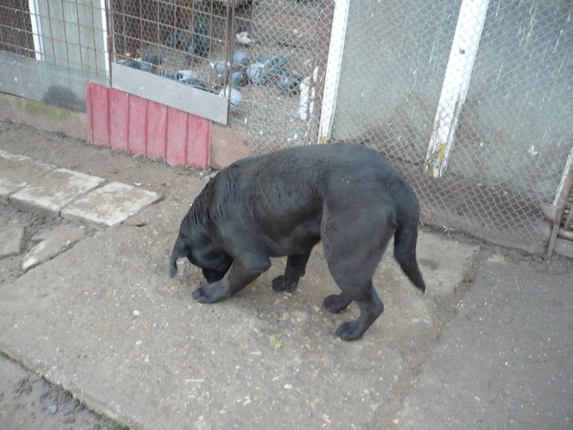  - CAINII MEI DE PAZA