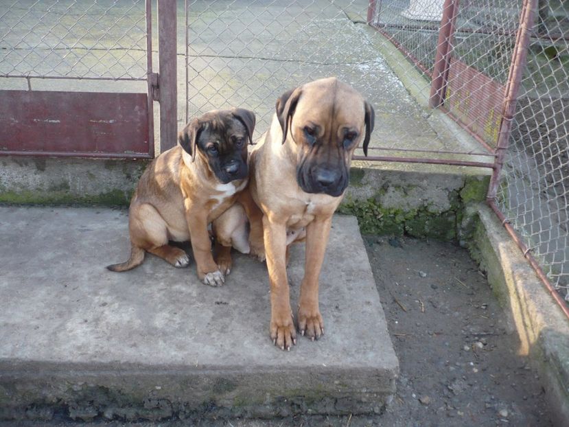  - CAINII MEI DE PAZA