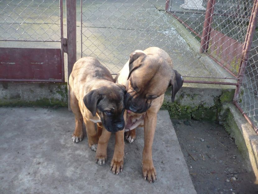  - CAINII MEI DE PAZA