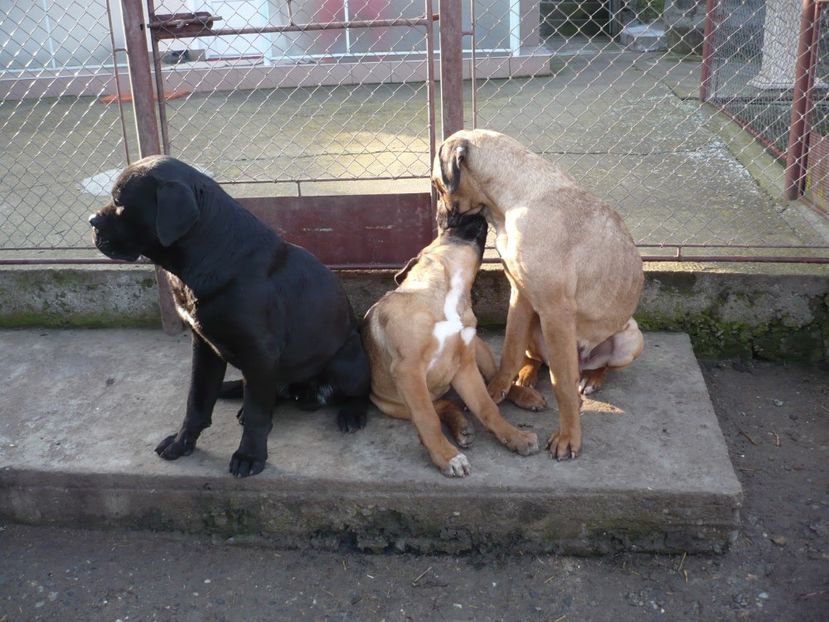  - CAINII MEI DE PAZA