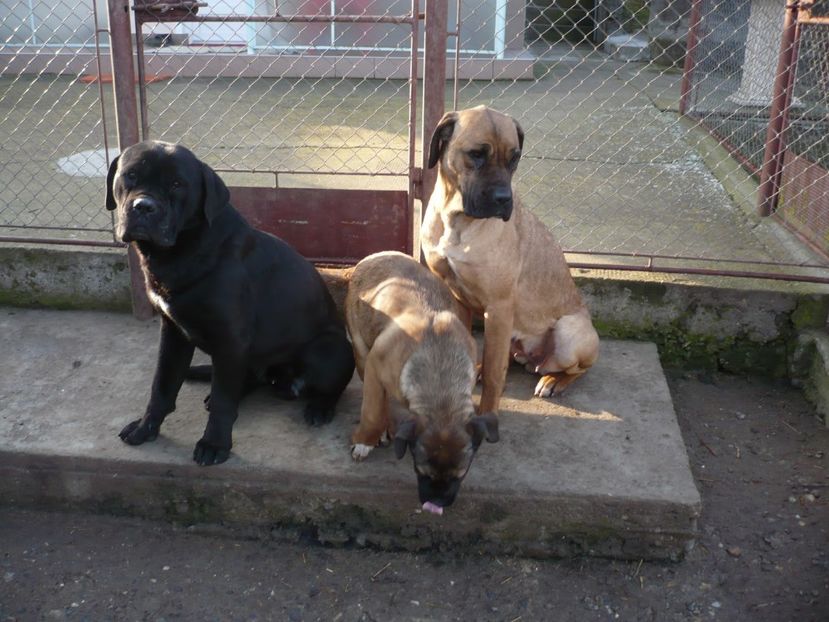  - CAINII MEI DE PAZA