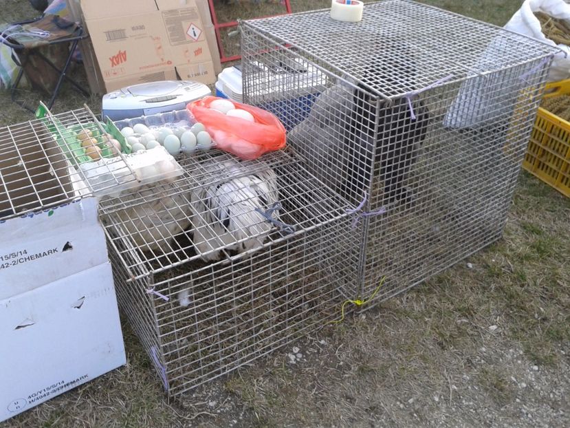 Fotografie0228 - 19 --- targ monor 12 03 2017