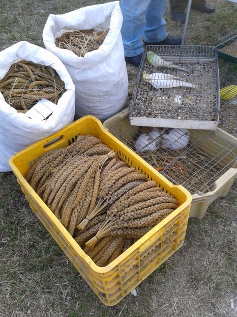 Fotografie0231 - 19 --- targ monor 12 03 2017