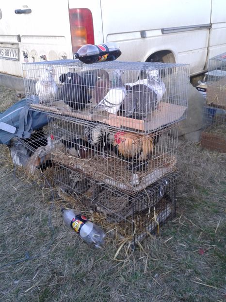 Fotografie0234 - 19 --- targ monor 12 03 2017