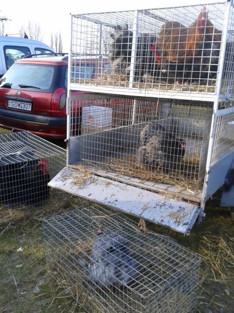 Fotografie0239 - 19 --- targ monor 12 03 2017