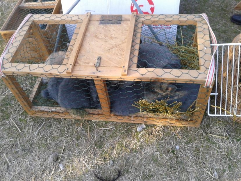 Fotografie0240 - 19 --- targ monor 12 03 2017