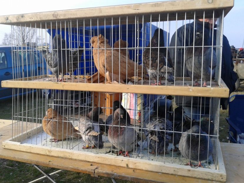 Fotografie0241 - 19 --- targ monor 12 03 2017