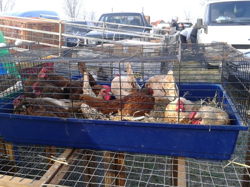 Fotografie0242 - 19 --- targ monor 12 03 2017