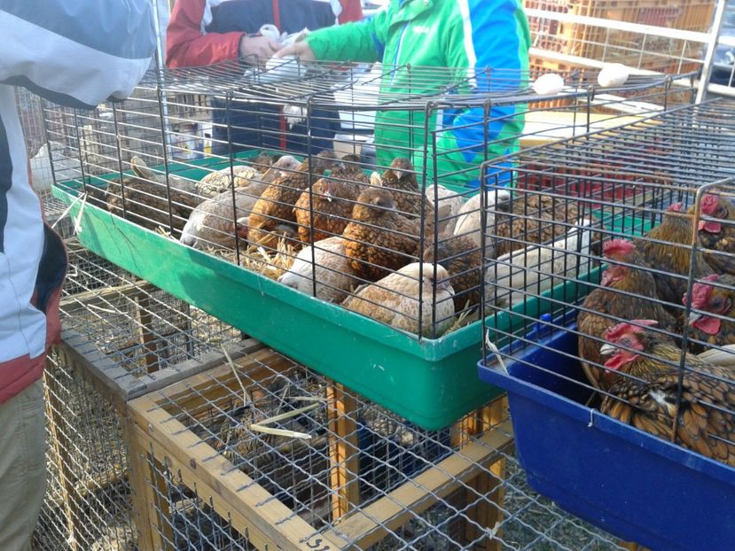 Fotografie0243 - 19 --- targ monor 12 03 2017