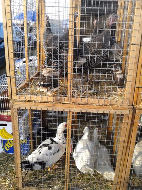 Fotografie0247 - 19 --- targ monor 12 03 2017