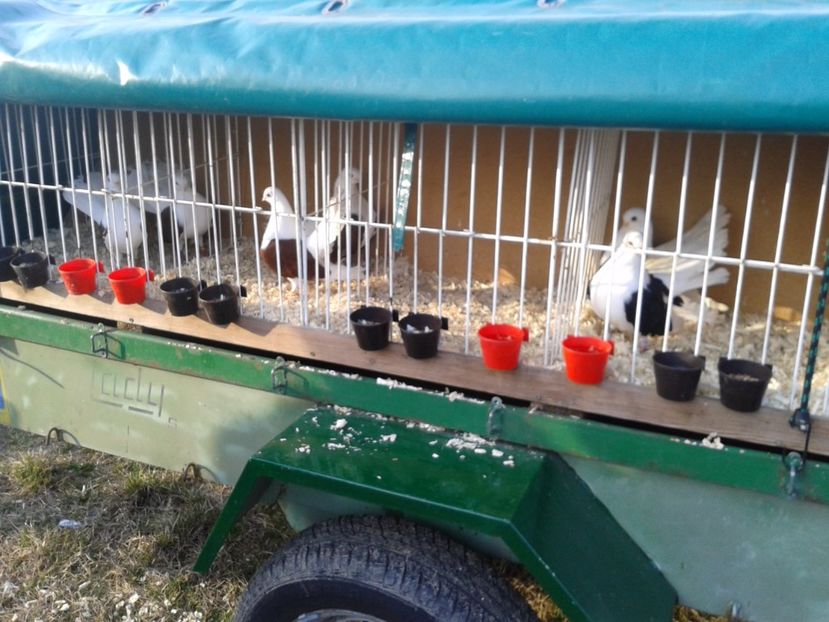 Fotografie0248 - 19 --- targ monor 12 03 2017