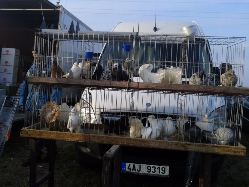 Fotografie0249 - 19 --- targ monor 12 03 2017