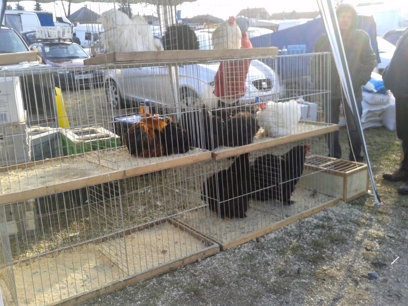 Fotografie0251 - 19 --- targ monor 12 03 2017