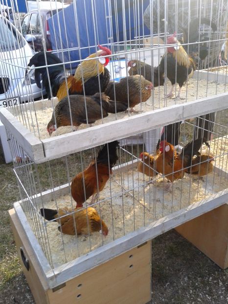 Fotografie0253 - 19 --- targ monor 12 03 2017