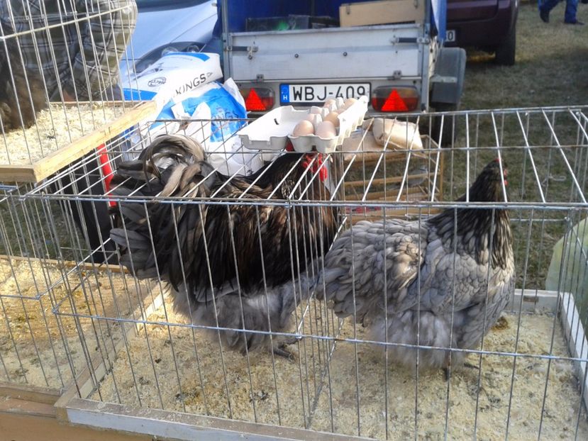 Fotografie0254 - 19 --- targ monor 12 03 2017