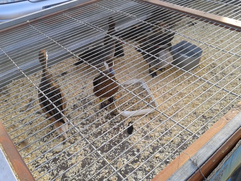 Fotografie0255 - 19 --- targ monor 12 03 2017