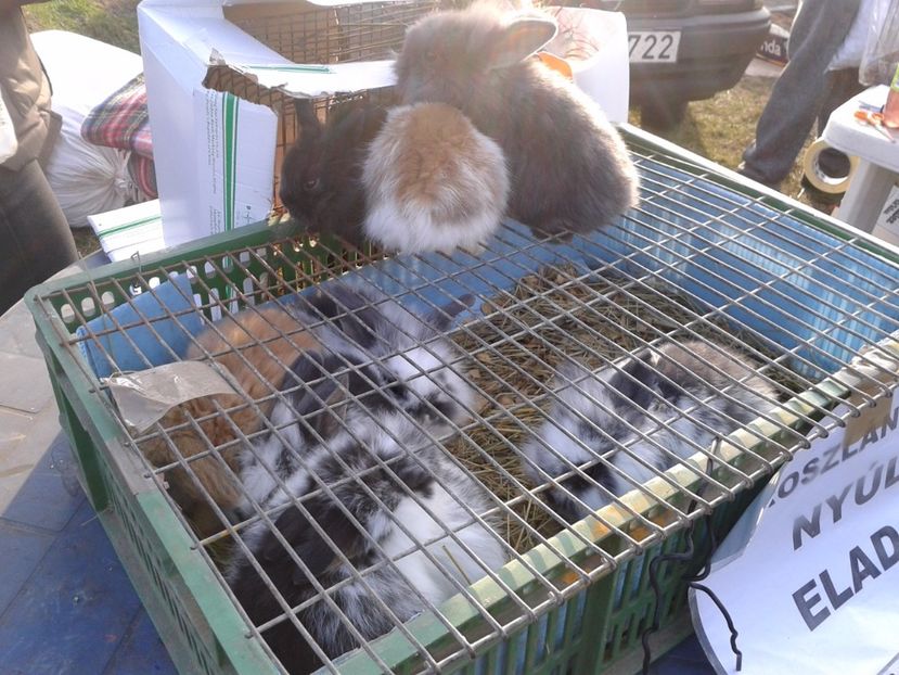 Fotografie0256 - 19 --- targ monor 12 03 2017