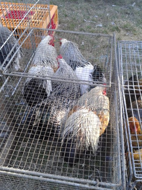 Fotografie0260 - 19 --- targ monor 12 03 2017