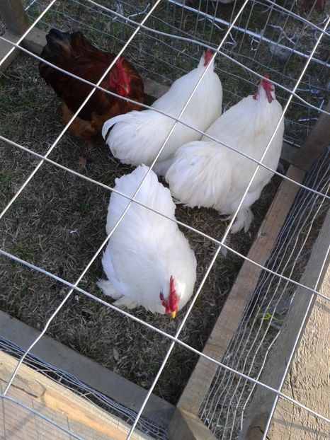 Fotografie0261 - 19 --- targ monor 12 03 2017