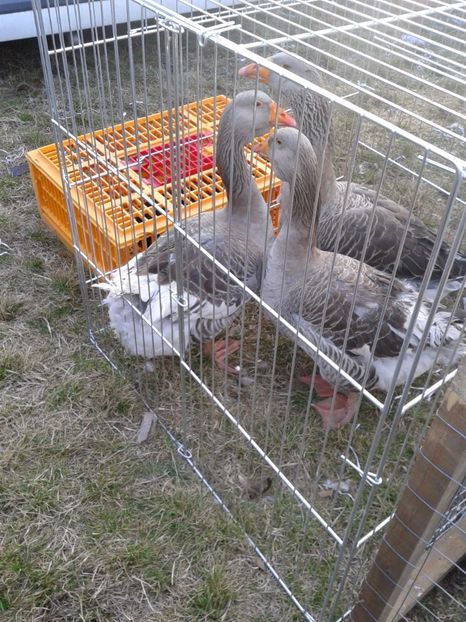 Fotografie0262 - 19 --- targ monor 12 03 2017