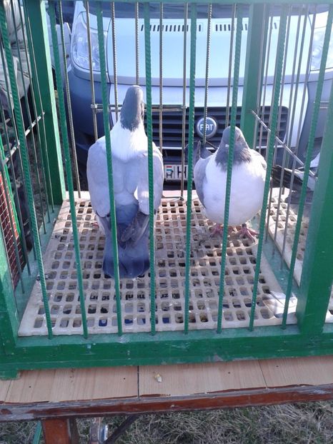 Fotografie0263 - 19 --- targ monor 12 03 2017