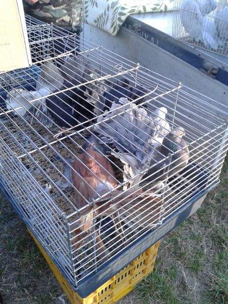 Fotografie0264 - 19 --- targ monor 12 03 2017