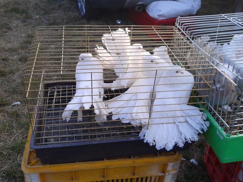 Fotografie0265 - 19 --- targ monor 12 03 2017