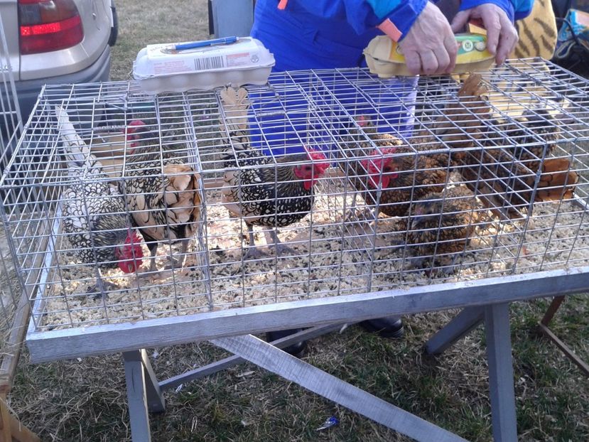 Fotografie0267 - 19 --- targ monor 12 03 2017