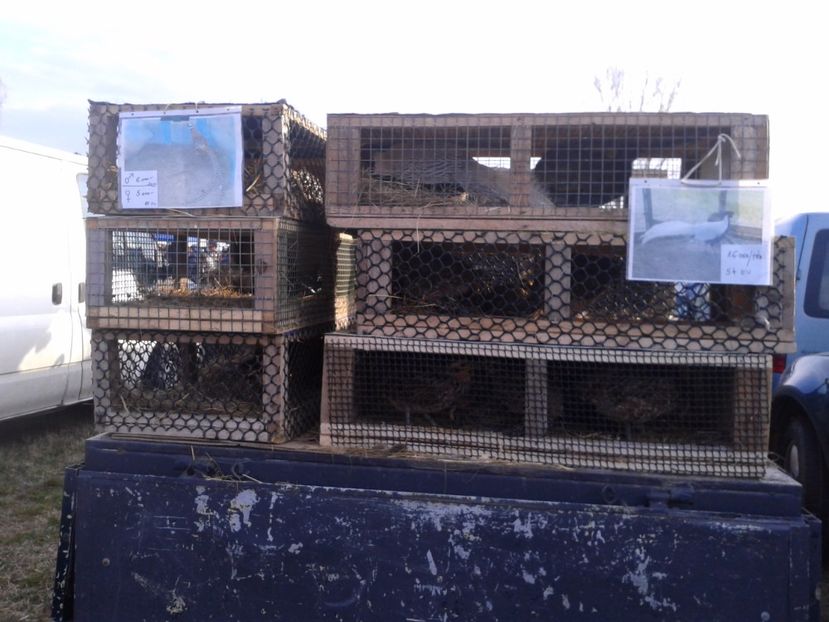 Fotografie0268 - 19 --- targ monor 12 03 2017