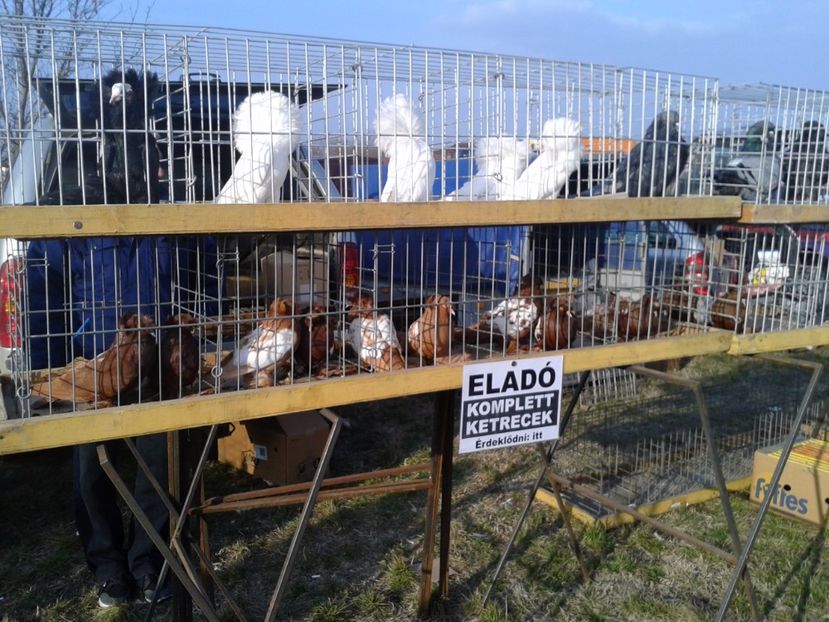 Fotografie0275 - 19 --- targ monor 12 03 2017