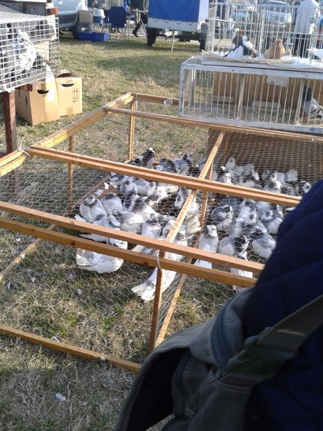 Fotografie0276 - 19 --- targ monor 12 03 2017