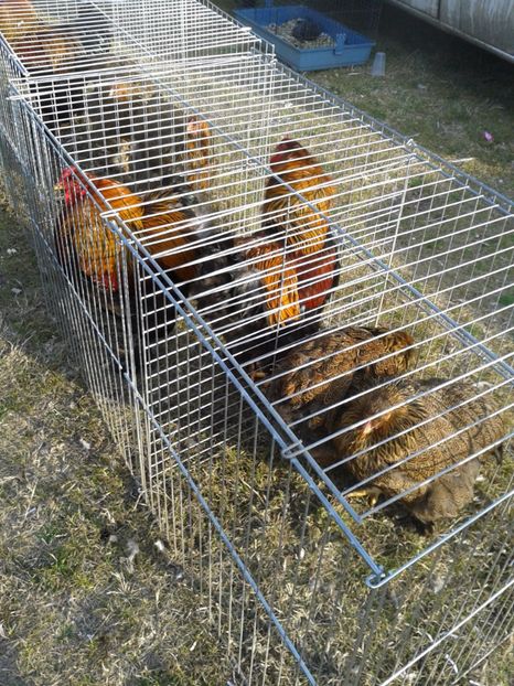 Fotografie0277 - 19 --- targ monor 12 03 2017