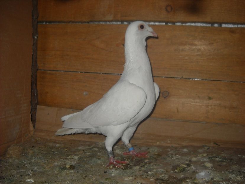 M.2015-4 - PORUMBEI VANDUTI